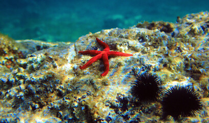 Fototapeta na wymiar Red Mediterranean sea star - Echinaster sepositus
