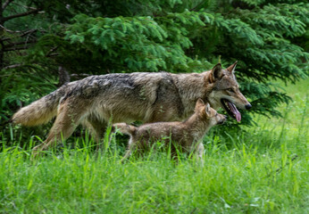 A female wolf check out her den. - 420342228