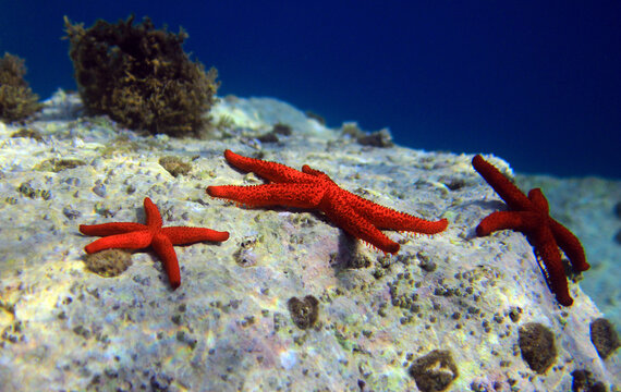 Red Mediterranean sea star - Echinaster sepositus
