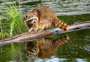 A raccoon fishes in the water for snais.