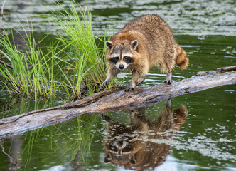 A raccoon fishes in the water for snais.