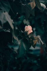 Cotton flower after fertilization. The white cotton flower, after being fertilized, becomes...
