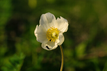 Blossoming spring anemone with beetles