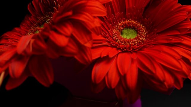 Red gerbera daisy bouquet, shallow focus