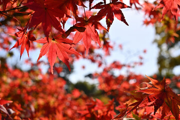 Reddish autumnal maple. In Tokyo, Japan.