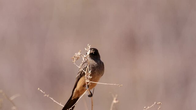 Close up shot of a beautiful Say's phoebe