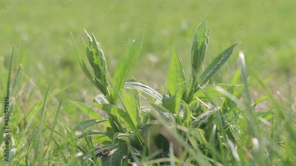 Poster clump of weeds swaying in the wind in the field during sunny day of spring - close up, static shot