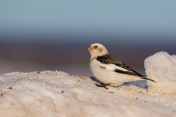 Snow buntings in harsh Canadian winter
