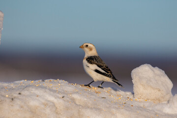 Snow buntings in harsh Canadian winter