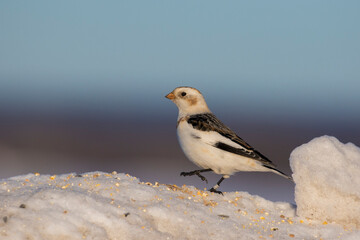 Snow buntings in harsh Canadian winter