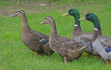 Obraz premium Two pair of Mallard Ducks strolling through green grass.