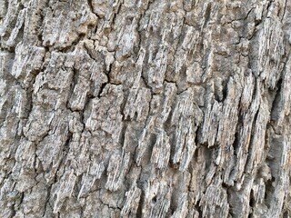 bark of a tree texture background 