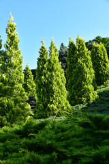 コニファーの公園の夏