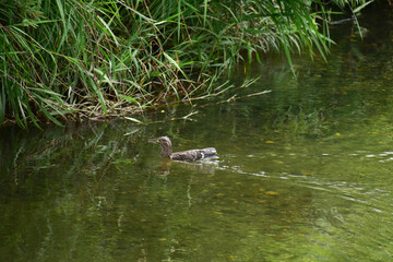 川を進むホシゴイ