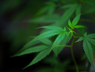 close up of marijuana leaf