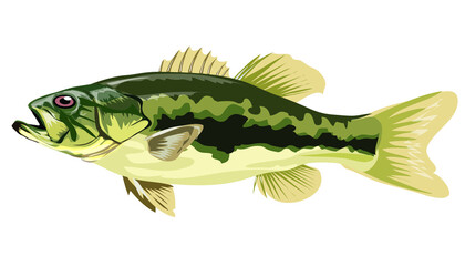 Largemouth Bass, fish on a hook