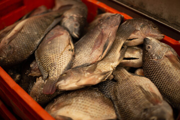 pescado en mercado, congelado, sabroso, fresco, salmon congelado