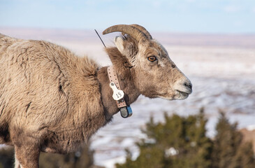 Bighorn sheep, Badlands National Park, South Dakota, U.S.A