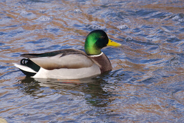 Obraz premium Male Mallard duck in the water