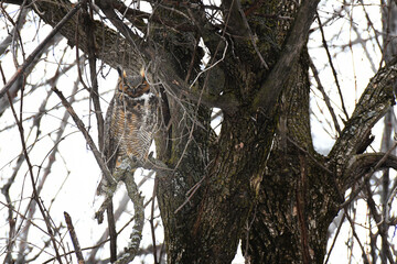 Great Horned Owl (male) perched in a tree