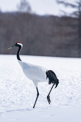 Obraz premium Japanese crane in Tsurui village,Kushiro,Hokkaido,Japan 