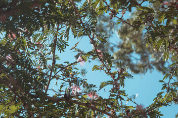 pink flower on a branch