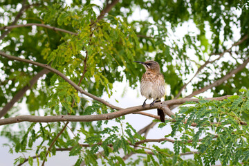 Cape Sugarbird in its native South Africa