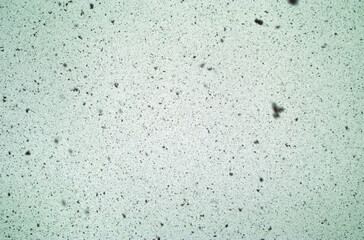 Various shapes and sizes of blurry speckles makes an interesting background or texture with plenty of copy space. This green tint could be good for St. Patricks Day or spring themes.