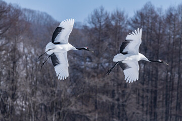 Japanese crane in Tsurui village,Kushiro,Hokkaido,Japan
