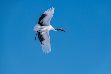 Japanese crane in Tsurui village,Kushiro,Hokkaido,Japan
