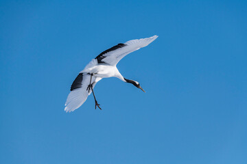 Japanese crane in Tsurui village,Kushiro,Hokkaido,Japan
