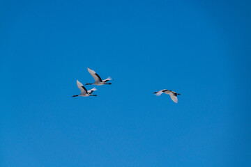 Japanese crane in Tsurui village,Kushiro,Hokkaido,Japan
