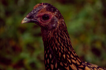 range chicken