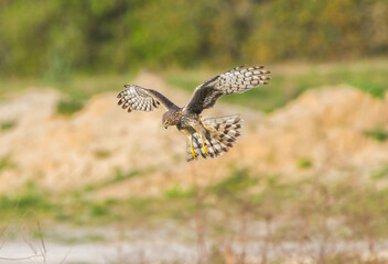 female northern harrier (Circus cyaneus} hunting, looking below, wins and tail spread, grass and dirt mounds bokeh background, great detail
