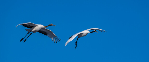 Japanese crane in Tsurui village,Kushiro,Hokkaido,Japan
