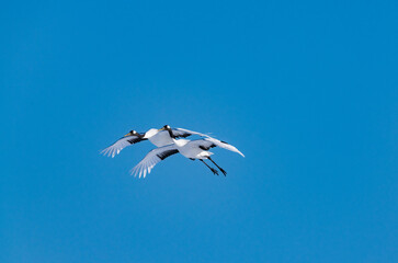 Japanese crane
