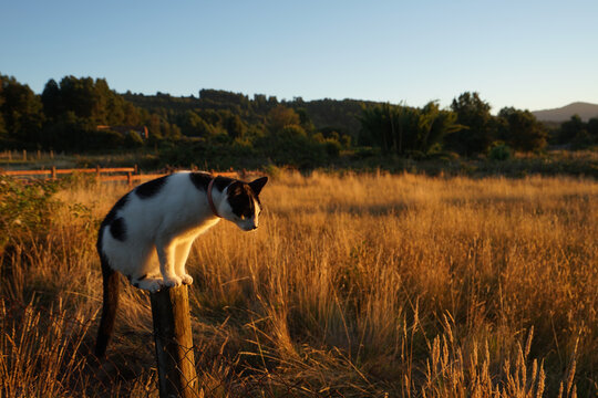 Gato parado sobre un poste de madera durante un atardecer en el sur de Chile. 3