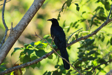 bird on a branch