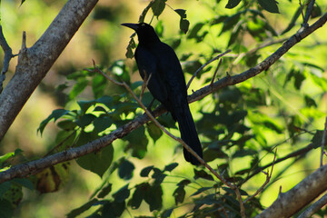 blackbird