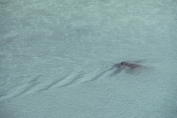 Atmospheric nature background with stone in azure water stream of mountain river. Nature backdrop with rain circles on water surface. Fragment of blue mountain river with rock and rainy circles.