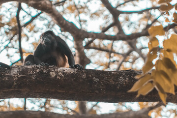 monkey on tree