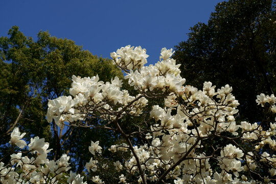青空を背景に白木蓮の白い花が映える