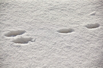 Rabbit Tracks in the Fresh Snow