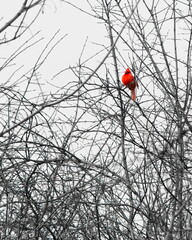 Spot of Red in Tangled Branches