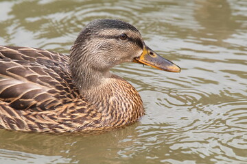 Female Mallard Duck Posing for Portrait