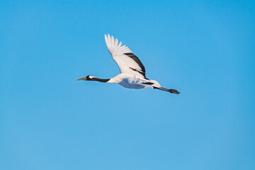 Japanese crane
