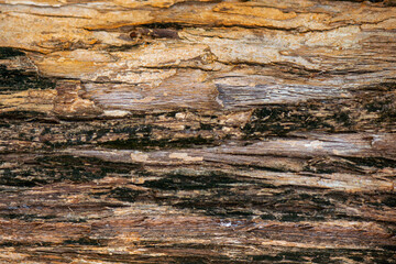 Embossed texture of bark of Thai Bungor (Lagerstroemia loudonii)