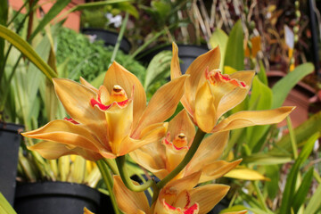 close up orchid. blooming beautiful orchid. cymbidium orchid.  beautiful orchids flower close up....