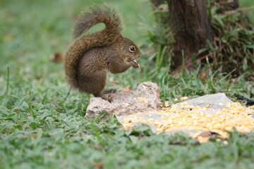Um esquilo comendo milho na natureza com seu fundo para gramas.