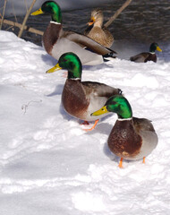 ducks and mallard in the snow
